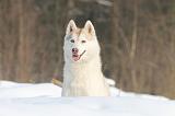 SIBERIAN HUSKY 176